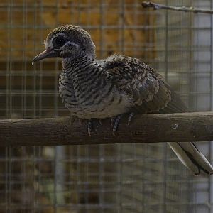 Plzen behind the Scenes: Barred dove