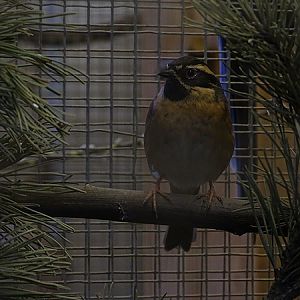Plzen behind the Scenes: Black-throated accentor