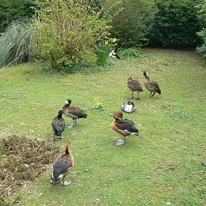 Three Species of Whistling Duck - 24 April 2016