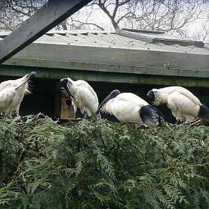 Australian White Ibis - 24 April 2016