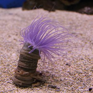 Cylinder anemone