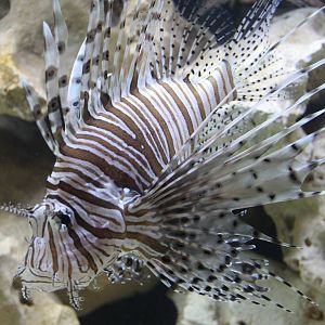 Lion fish