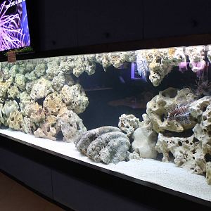 Shark - moray eel and lion fish aquarium