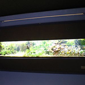 Freshwater aquarium
