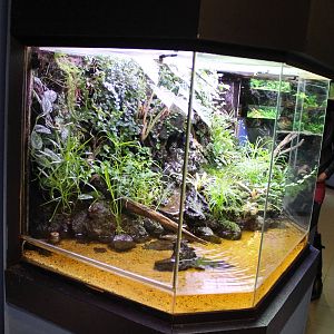 Enclosure Dart frogs