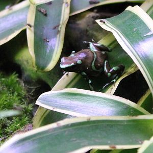 Dart frog Dendrobates auratus
