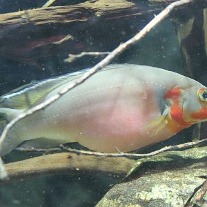 Pike cichlid, Crenichla species