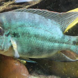 Hoplarchus psittacus - the Parrot cichlid