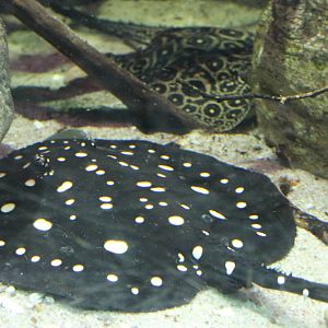 Freshwater rays