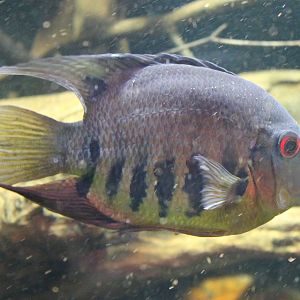 Heros severum