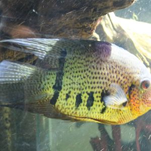 Heros severum