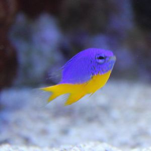 Azure Damselfish (Chrysiptera hemicyanea)