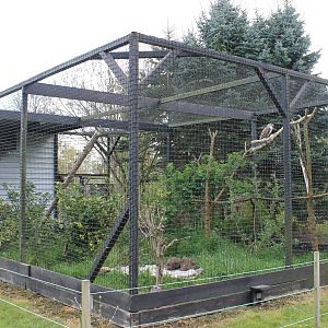 Furruginous hawk aviary