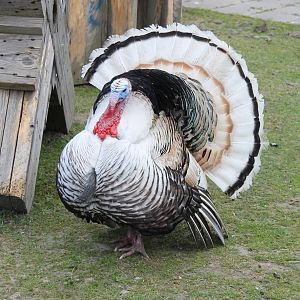Turkey male displaying