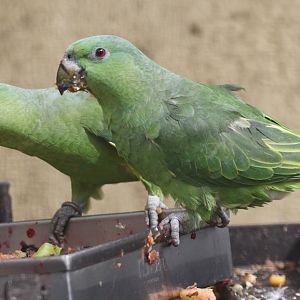 Short-tailed Parrots (Graydidascalus brachyurus)