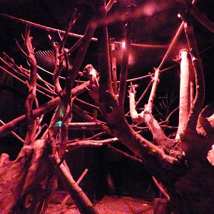 Male Aye-Aye Enclosure