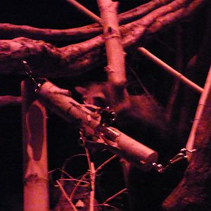 Female Aye-aye 'Mamy'