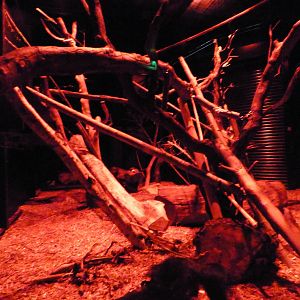 Female Aye-Aye Enclosure