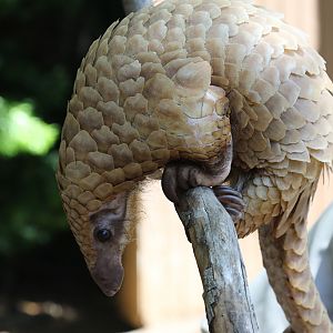 Pangolin at San Diego Zoo 23rd April 2016