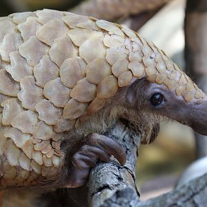 Pangolin at San Diego Zoo 23rd April 2016