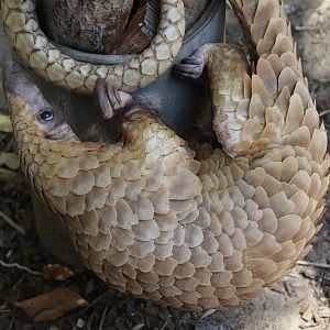 Pangolin at San Diego Zoo 23rd April 2016