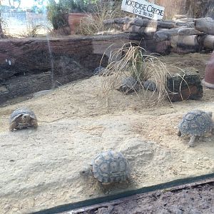 Pridelands Escarpment, Leopard Tortoises