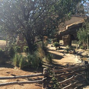 Pridelands Escarpment, Leopard Tortoises