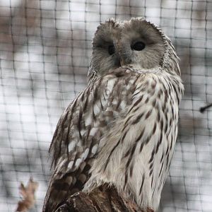 Ural owl