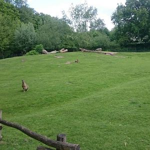 Patagonian cavy enclosure