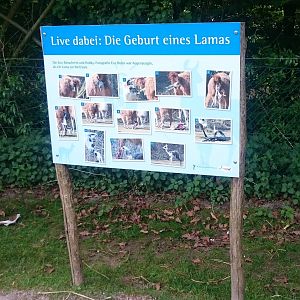 Pictires of the birth of a Llama