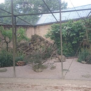 Aviary Guineafowl and Hornbill