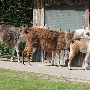 Llamas
