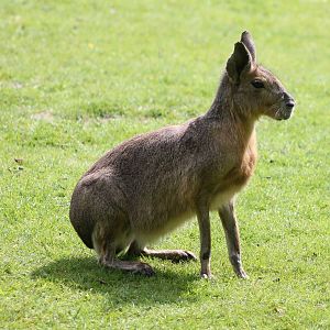 Patagonian cavy