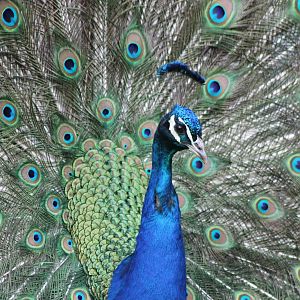 Blue peacock displaying