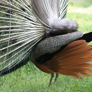 Blue peacock displaying