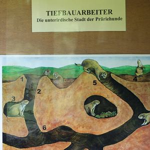 Info-sign Prairiedog