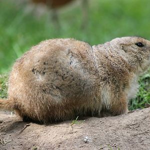 Black-tailed prairiedog