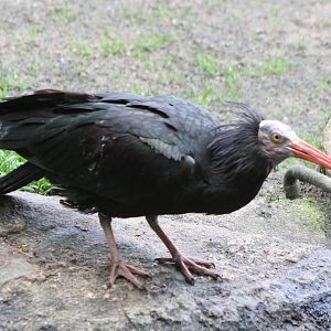 Northern bald ibis