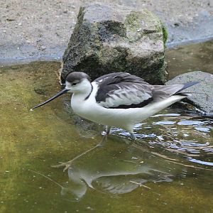 European avocet x Stilt hybrid