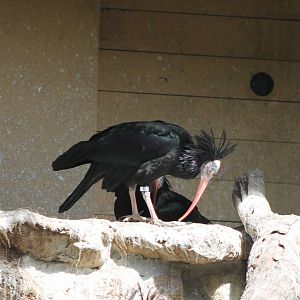 Nesting Northern bald ibisses