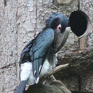 Trumpeter hornbill male