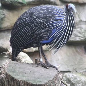 Vulturine guineafowl