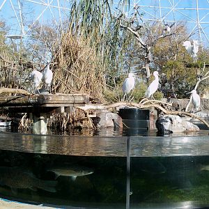 Oceanographic Valencia: circa 2013