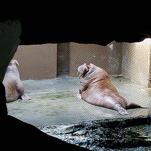 Oceanographic Valencia: circa 2013