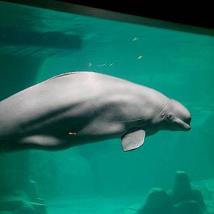 Oceanographic Valencia: circa 2013