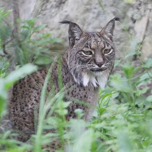 Iberian Lynx (Lynx pardinus), April 2016