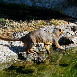 Bioparc Valencia: circa 2013