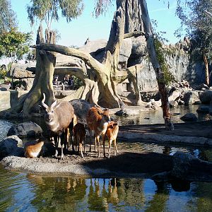 Bioparc Valencia: circa 2013
