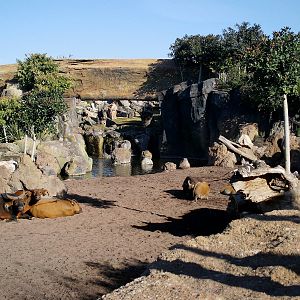 Bioparc Valencia: circa 2013