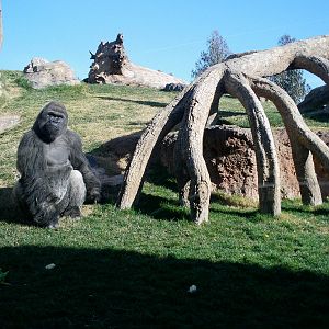 Bioparc Valencia: circa 2013